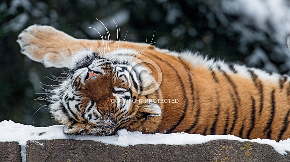 Amur Tiger