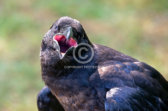 Common raven (Corvus corax)