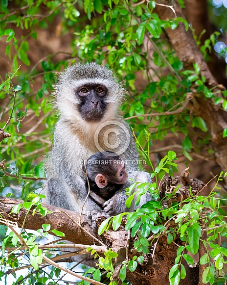Vervet Monkeys