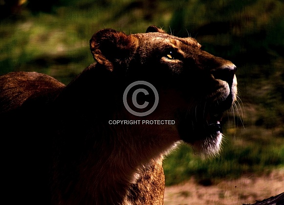 Lioness Twilight
