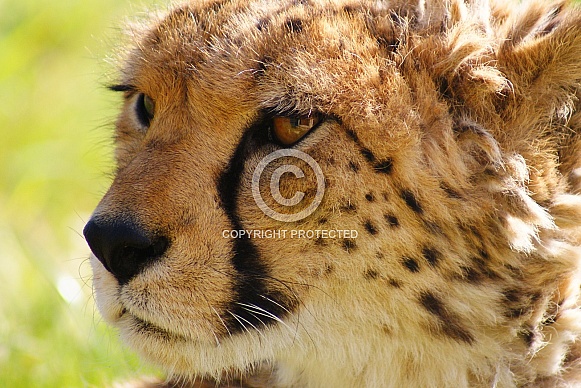 Cheetah Portrait. Cheetah Portrait.