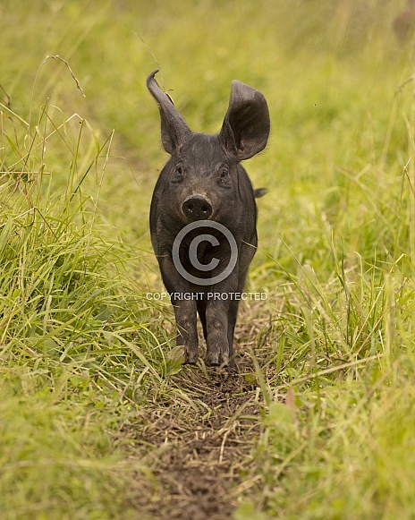Large Black Weaner Running Large Black Weaner Running