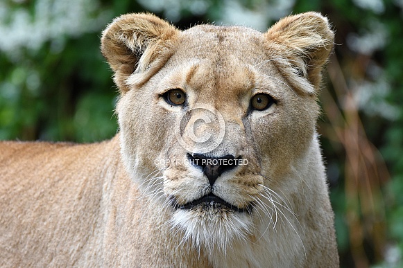 Barbary Lioness