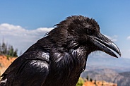 Raven up close