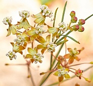 Close up of wild Asclepias verticillata, the whorled milkweed, eastern whorled milkweed