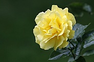 Yellow Rose (rosa)
