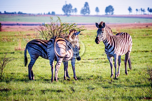 Zebras