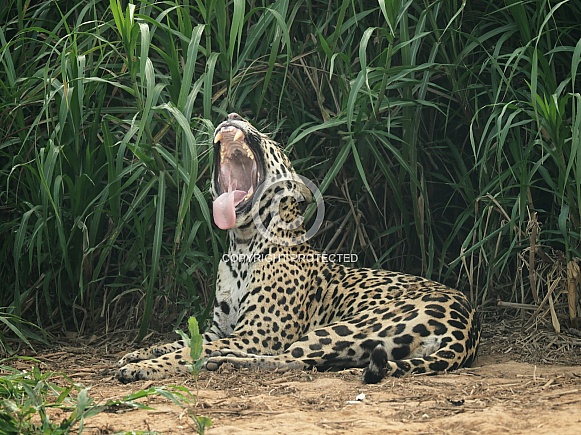 Jaguar