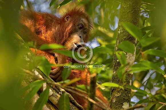 Sumatran orangutan in the nature habitat