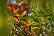 Sumatran orangutan in the nature habitat