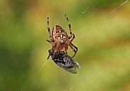 Garden cross Spider