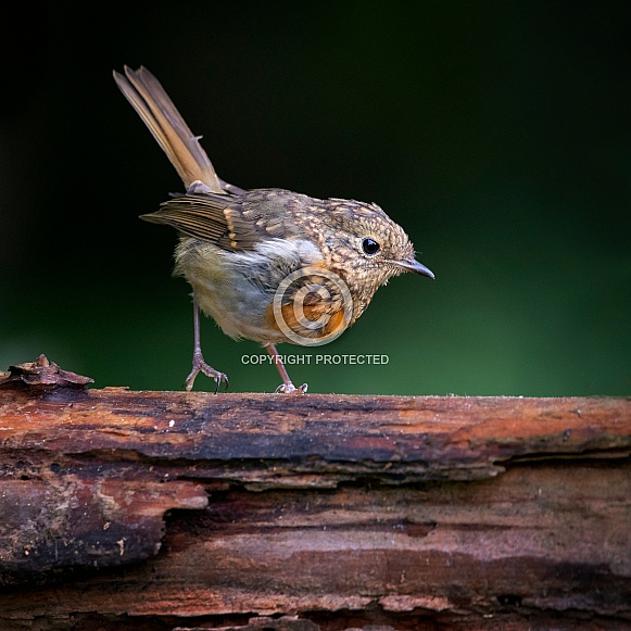 European Robin