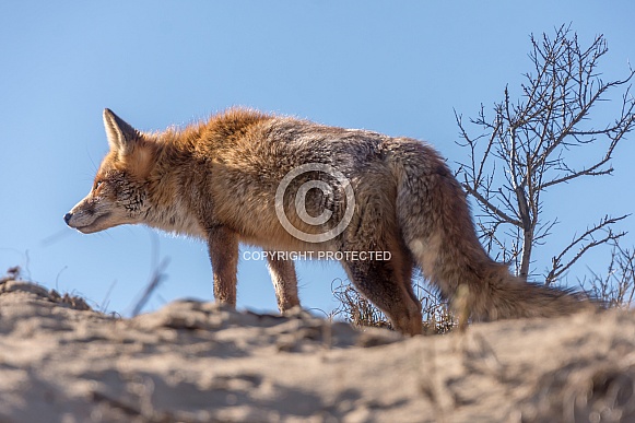 Red Fox