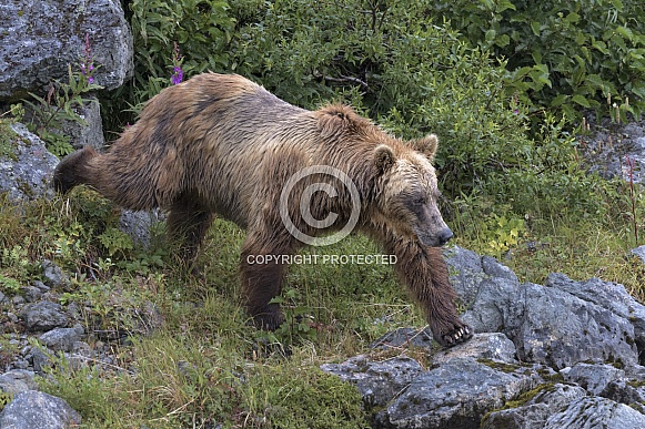 Brown Bear