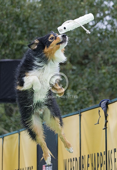 Border Collie or Australian Shepherd