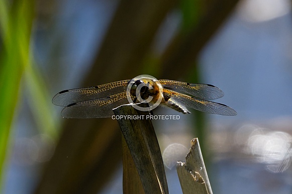 Four Spotted Chaser Dragonfly
