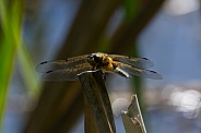Four Spotted Chaser Dragonfly
