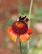 Bumblebee On Blanket Flower