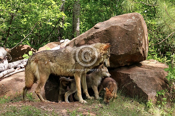 Wolf and Wolf Pups