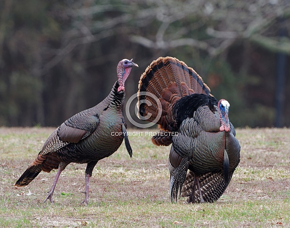 Turkeys