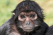 Columbian Spider Monkey Face Shot