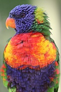 The rainbow lorikeet