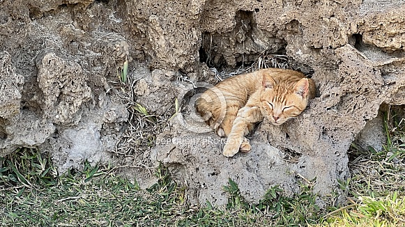 Ginger Cat