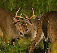 White tail deer