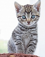 Silver Kitten