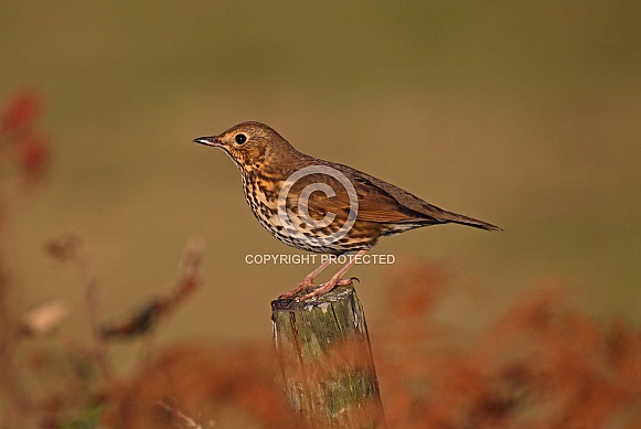 Song Thrush Song Thrush