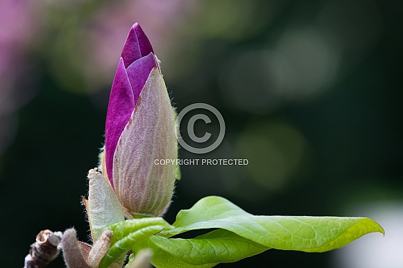 Magnolia blossom Magnolia blossom