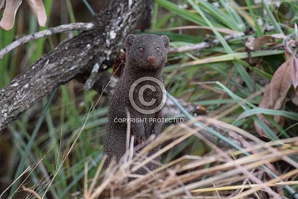 Common dwarf mongoose