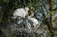 The Eurasian spoonbill