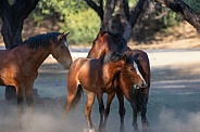 Band of young wild horses playing