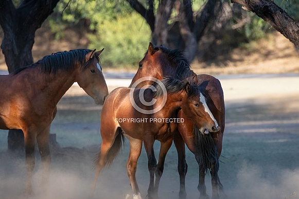 Band of young wild horses playing