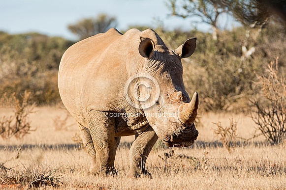 White Rhino White Rhino
