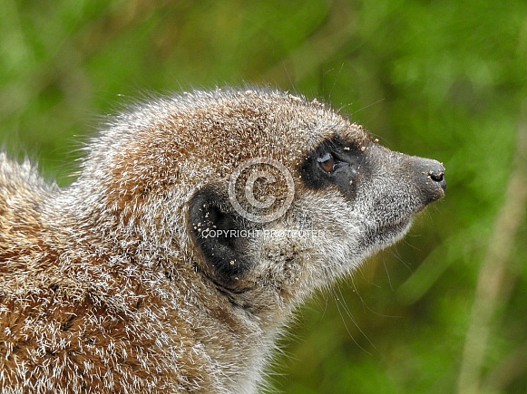 Meerkat