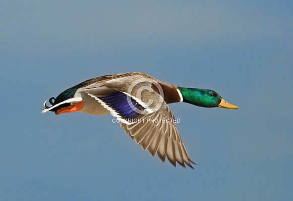 Mallard Mallard