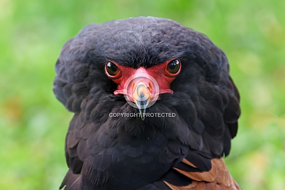 Bateleur (Terathopius ecaudatus) Bateleur (Terathopius ecaudatus)