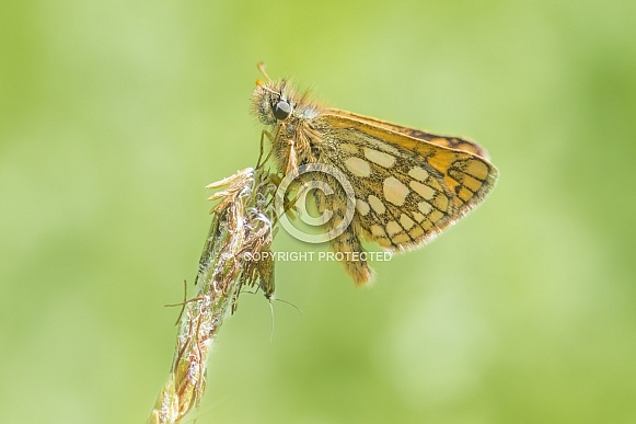Chequered skipper butterfly