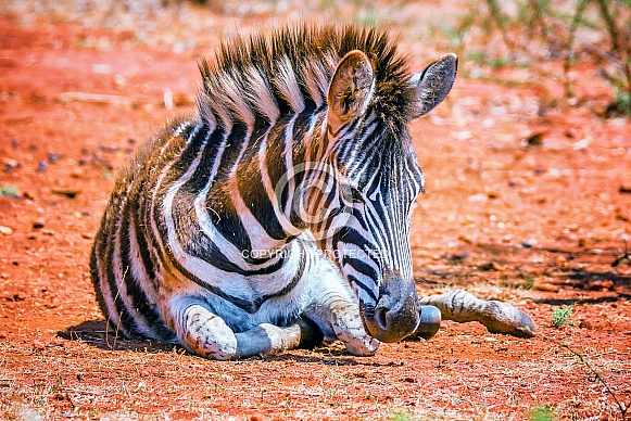 Zebra