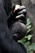 Western Lowland Gorilla