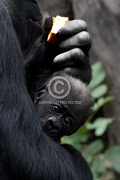 Western Lowland Gorilla