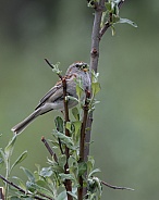 American Tree Sparrow Singing with a Mouth Full