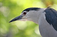 Black-crowned night heron (Nycticorax nycticorax)