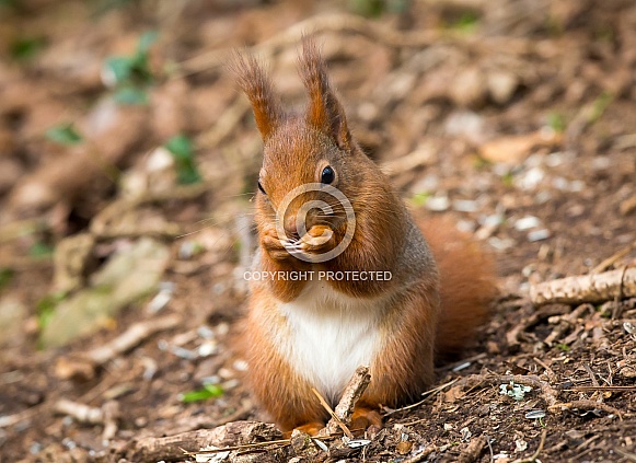 Red Squirrel Red Squirrel