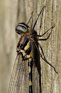 Common Shutwing Dradonfly.