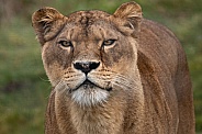 Close Up of African Lioness