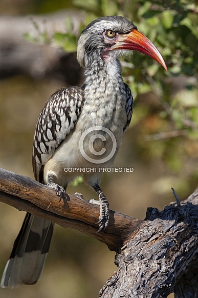Red-billed Hornbill - Botswana Red-billed Hornbill - Botswana