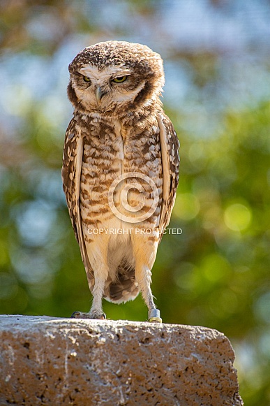 Burrowing Owl